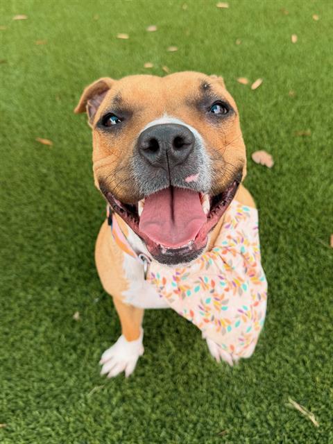 LAYLA, Adoptable, Young Female Pit Bull Terrier.