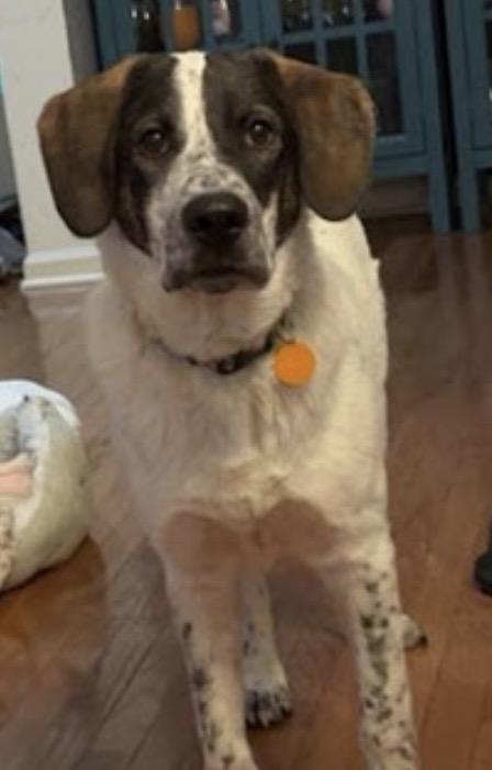 Enlarge Rusty, a Adopted mixed breed in WARREN, RI image 1/3