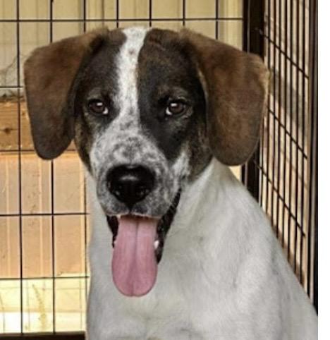 Enlarge Rusty, a Adopted mixed breed in WARREN, RI image 2/3