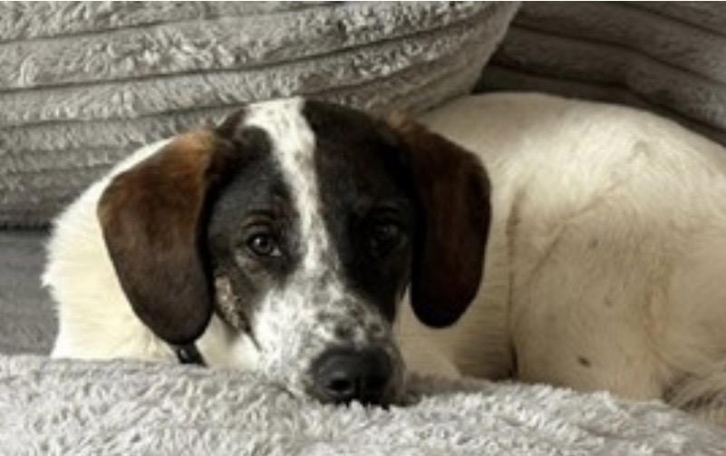 Enlarge Rusty, a Adopted mixed breed in WARREN, RI image 3/3