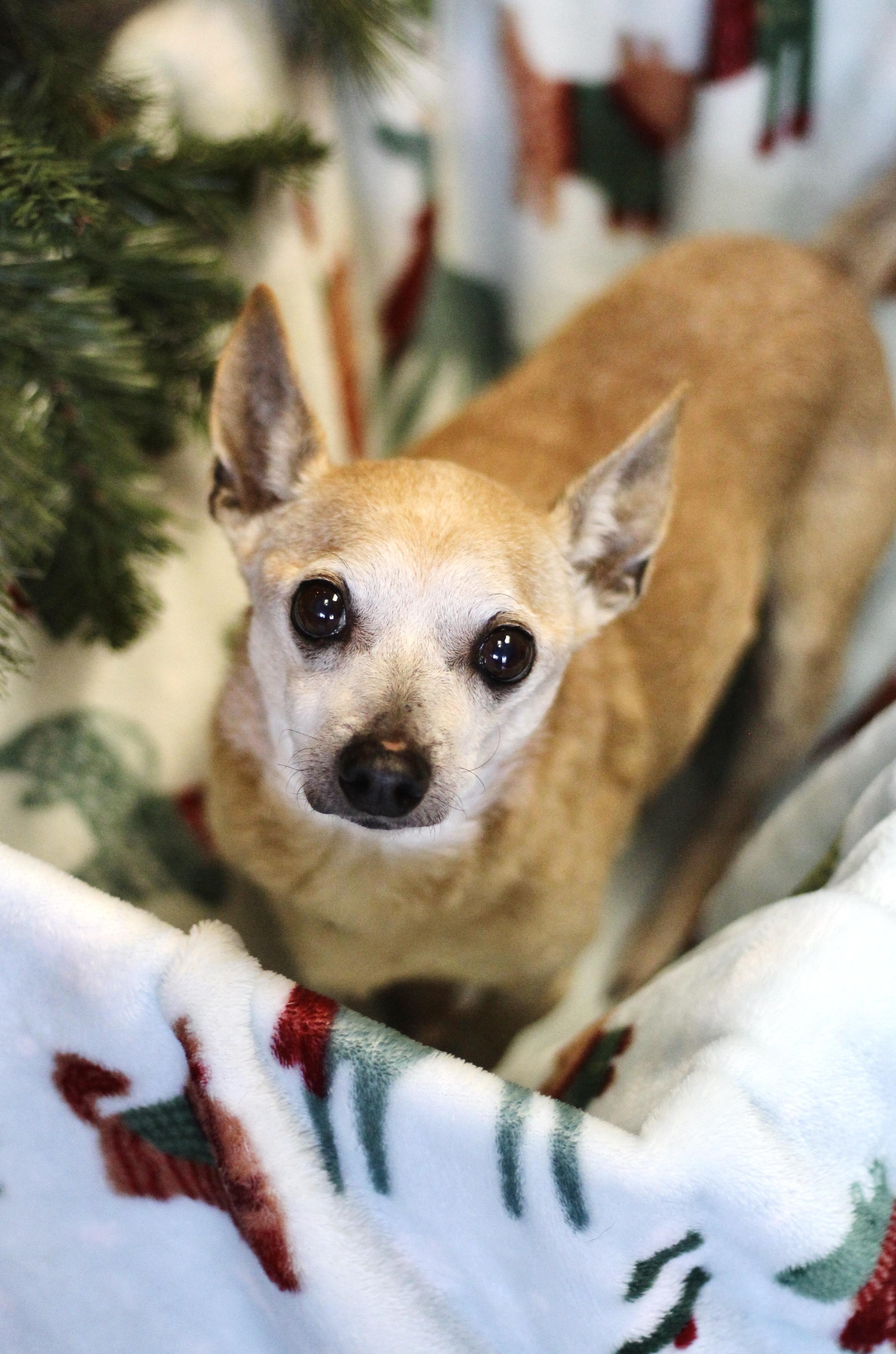 Shane in NH! Come Meet our Adoptable Dogs Wednesday-Saturday. More info in Bio! , ADOPTABLE, Adult Male Chihuahua.