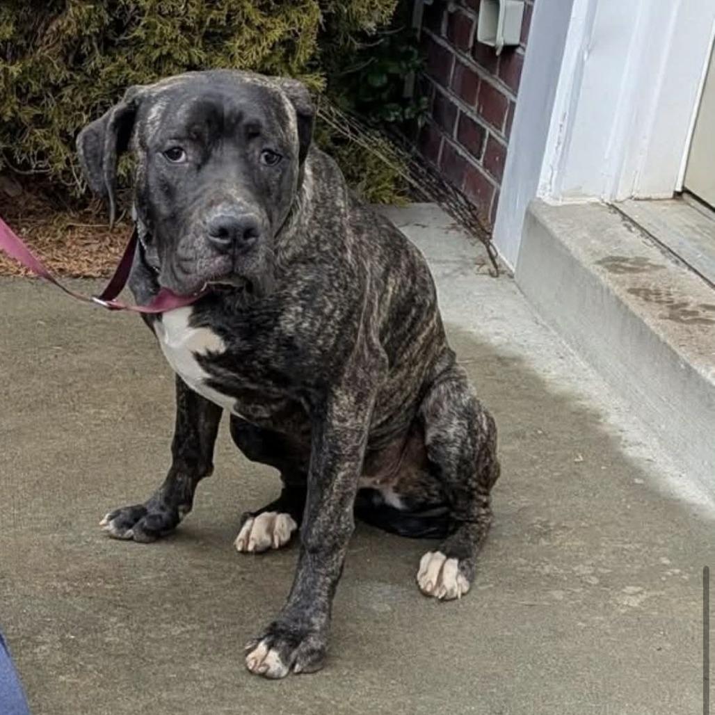 Ivy, Adoptable, Young Female Cane Corso.