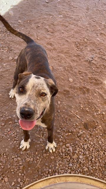 Cookie, Adult Female Pit Bull Terrier
