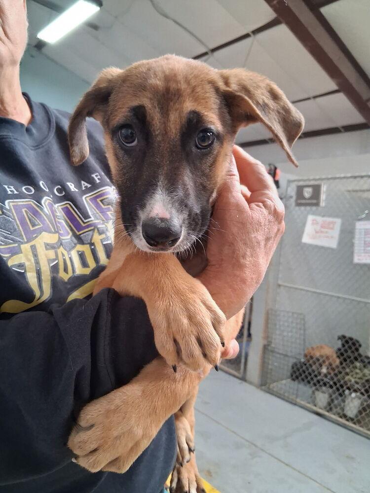 Enlarge Fiona, a Adoptable mixed breed in Mountainair, NM image 1/2