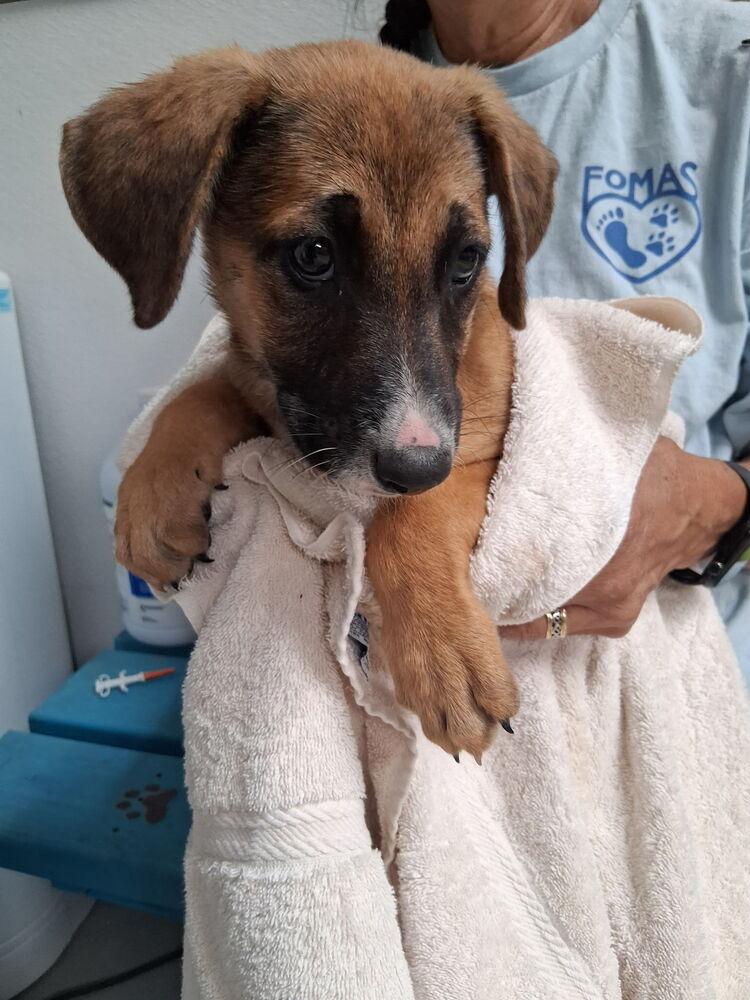Enlarge Fiona, a Adoptable mixed breed in Mountainair, NM image 2/2