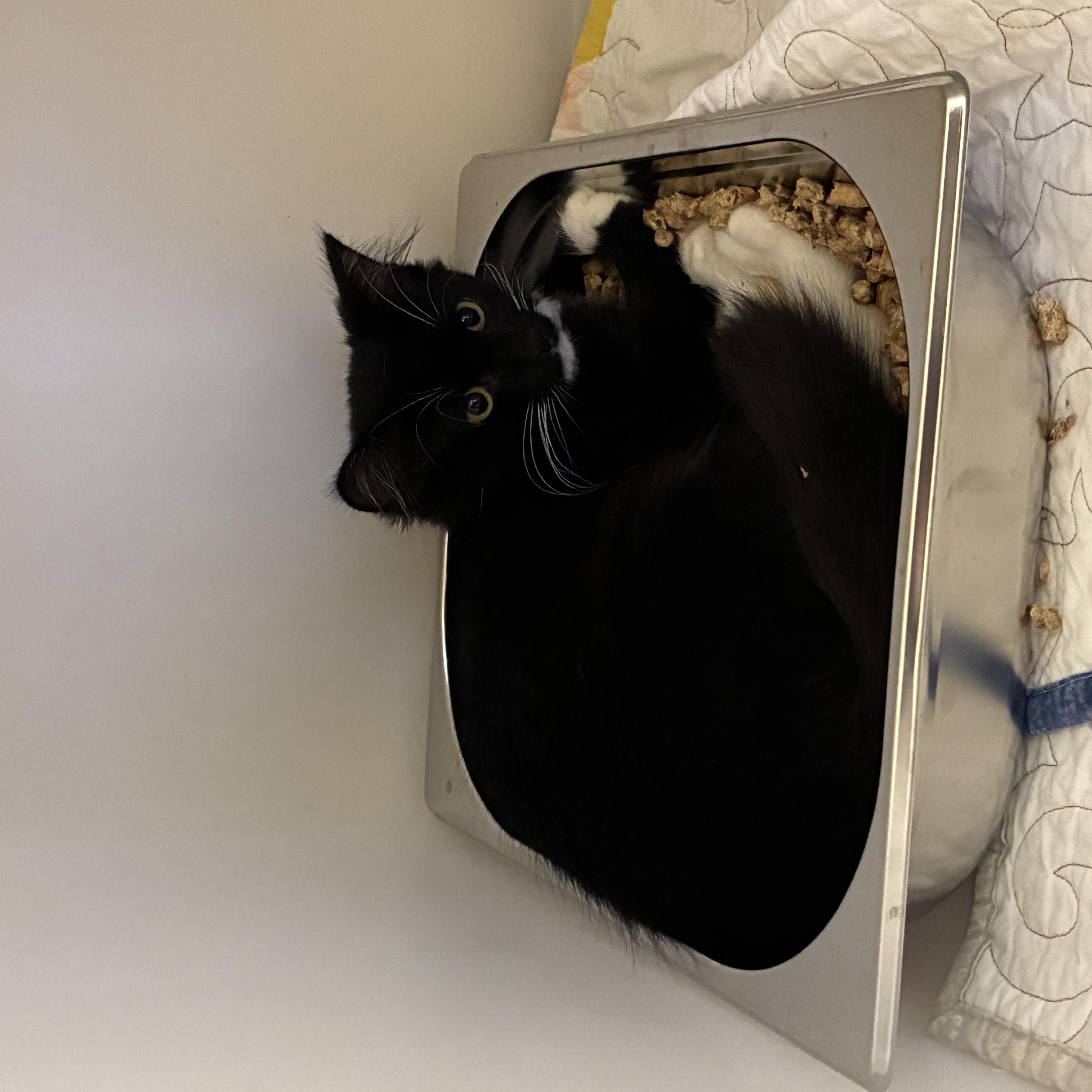 Enlarge June, a ADOPTABLE Domestic Long Hair in King George, VA image 5/5