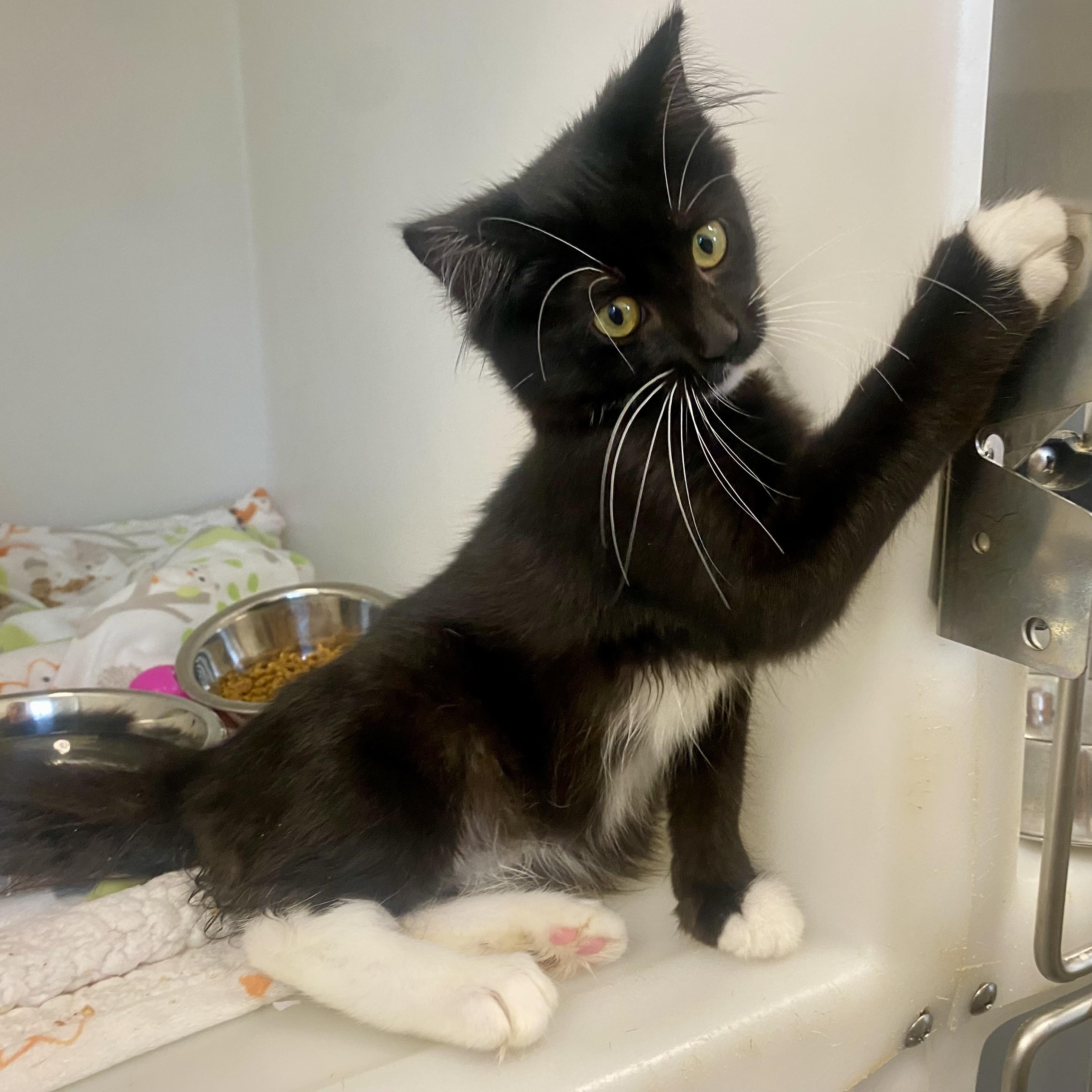 Enlarge June, a ADOPTABLE Domestic Long Hair in King George, VA image 2/5