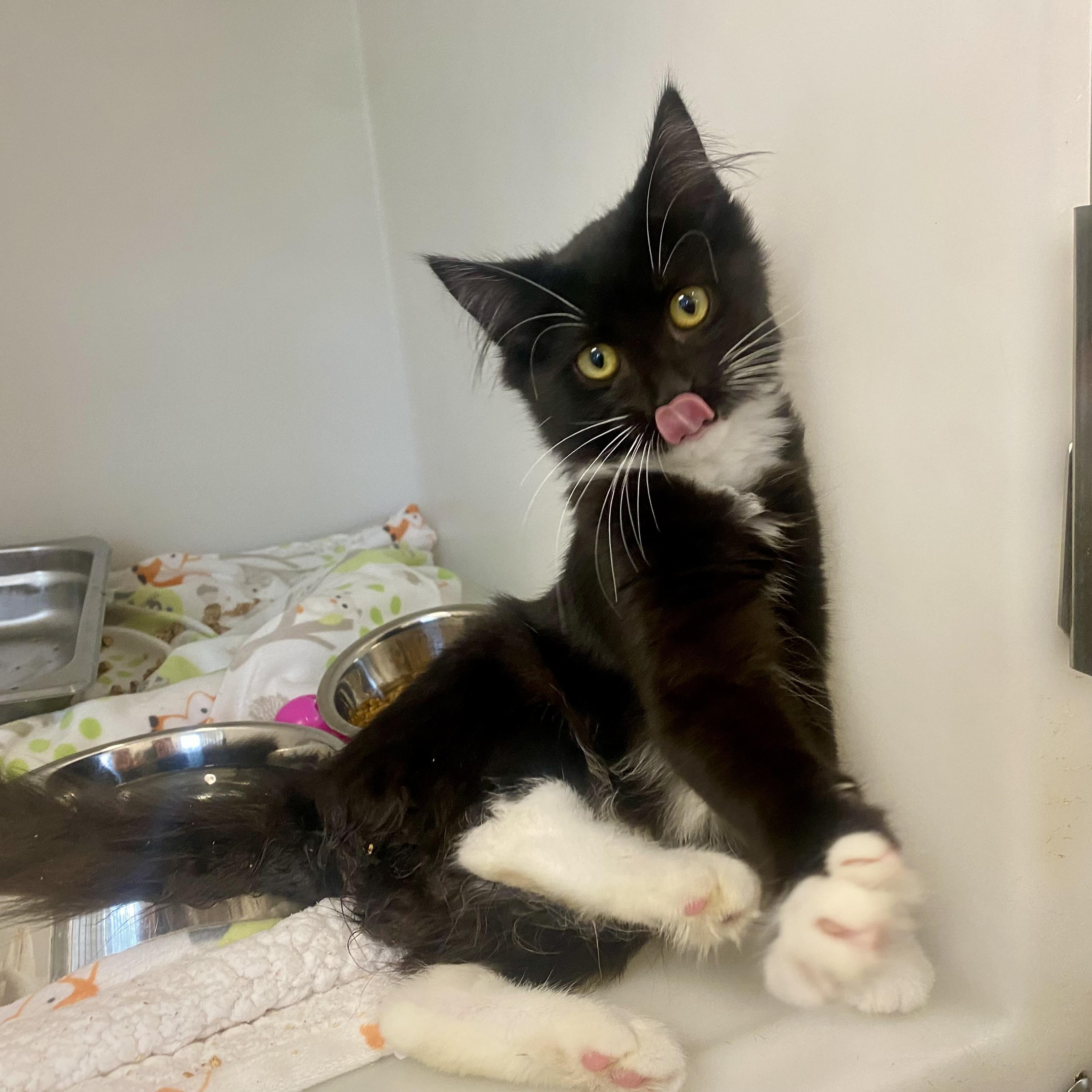 June, ADOPTABLE, Kitten Female Domestic Long Hair.