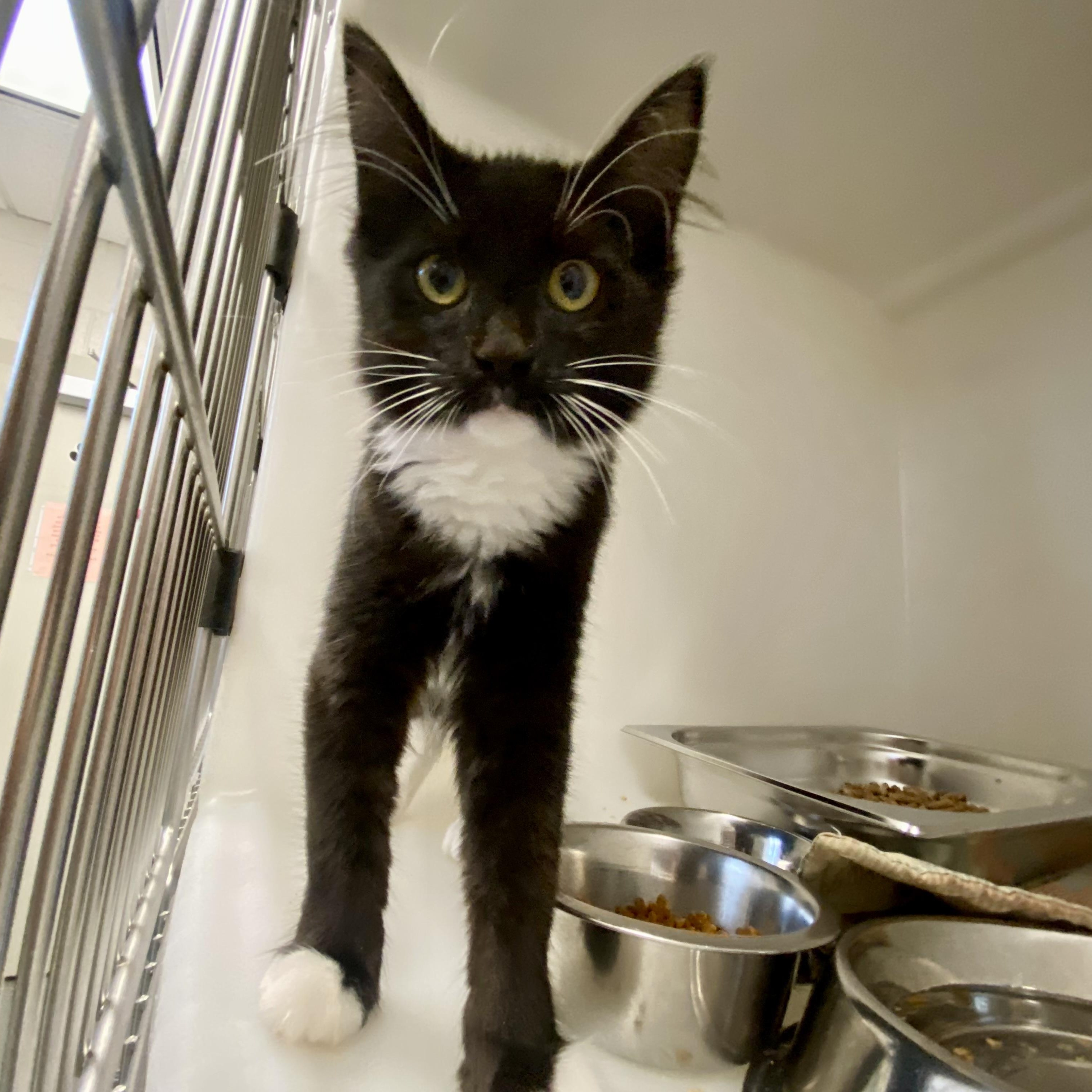 Enlarge June, a ADOPTABLE Domestic Long Hair in King George, VA image 4/5