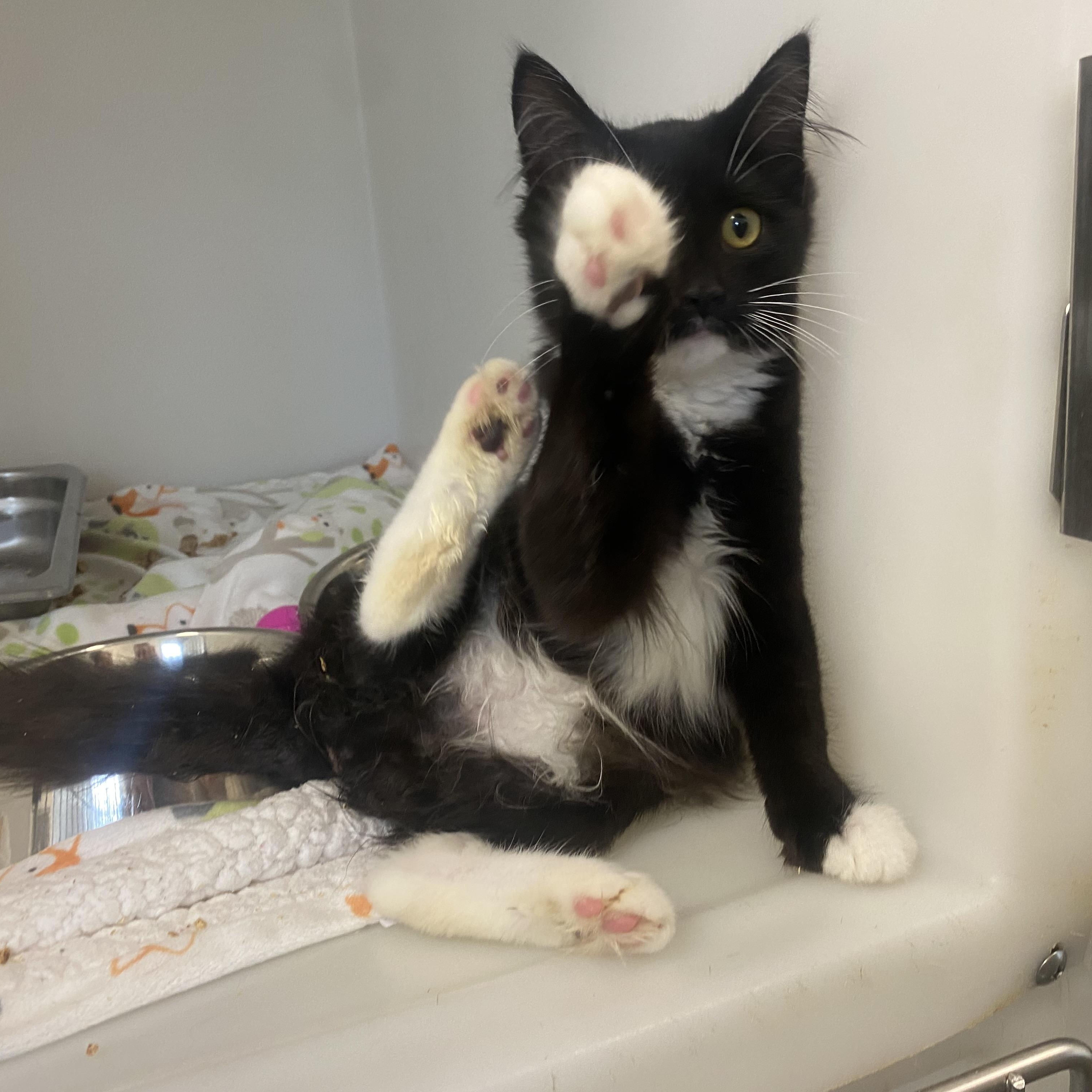 Enlarge June, a ADOPTABLE Domestic Long Hair in King George, VA image 3/5