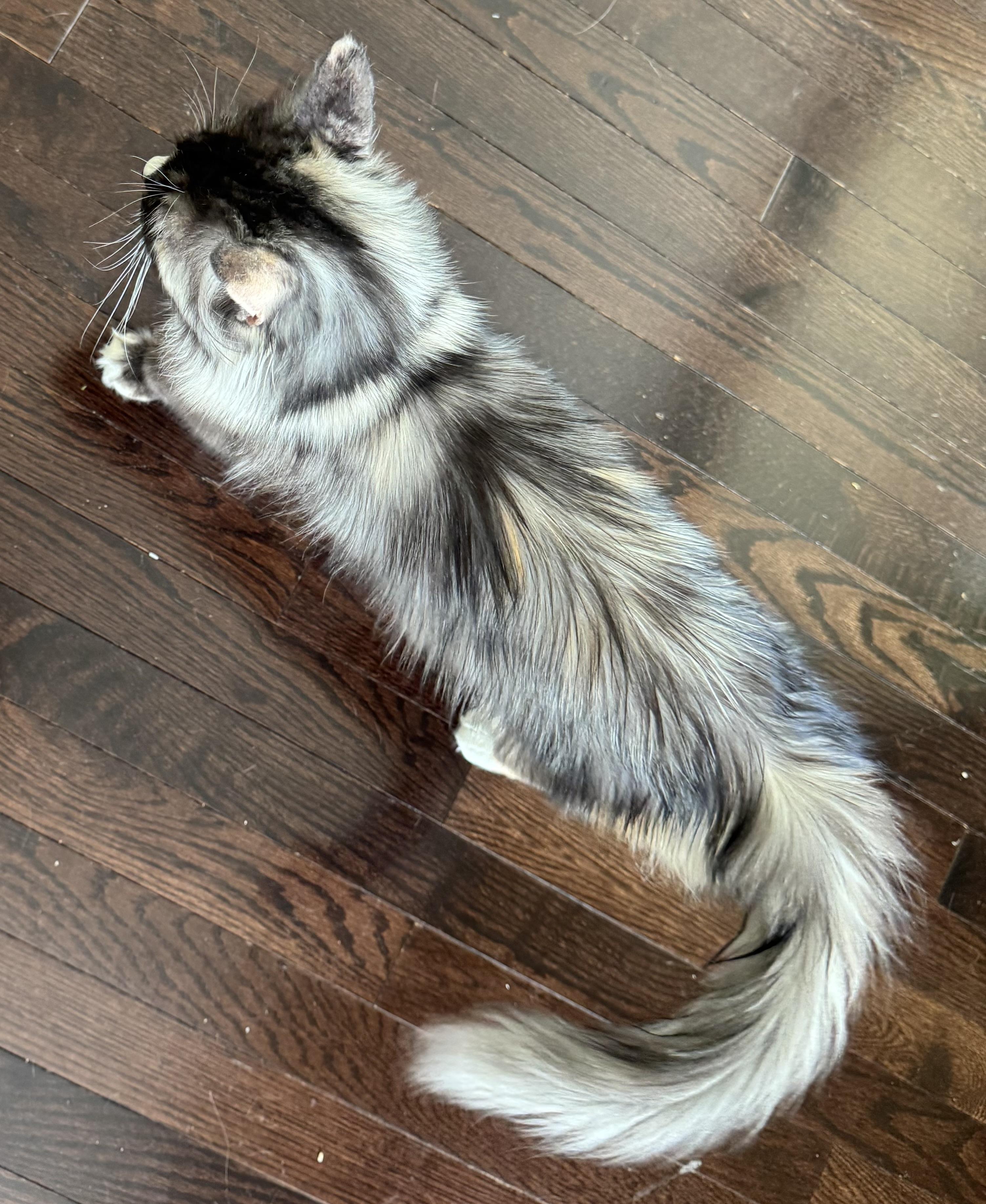 Minima - Amanda Deley, an adopted mixed breed in Brampton, ON image 4/5