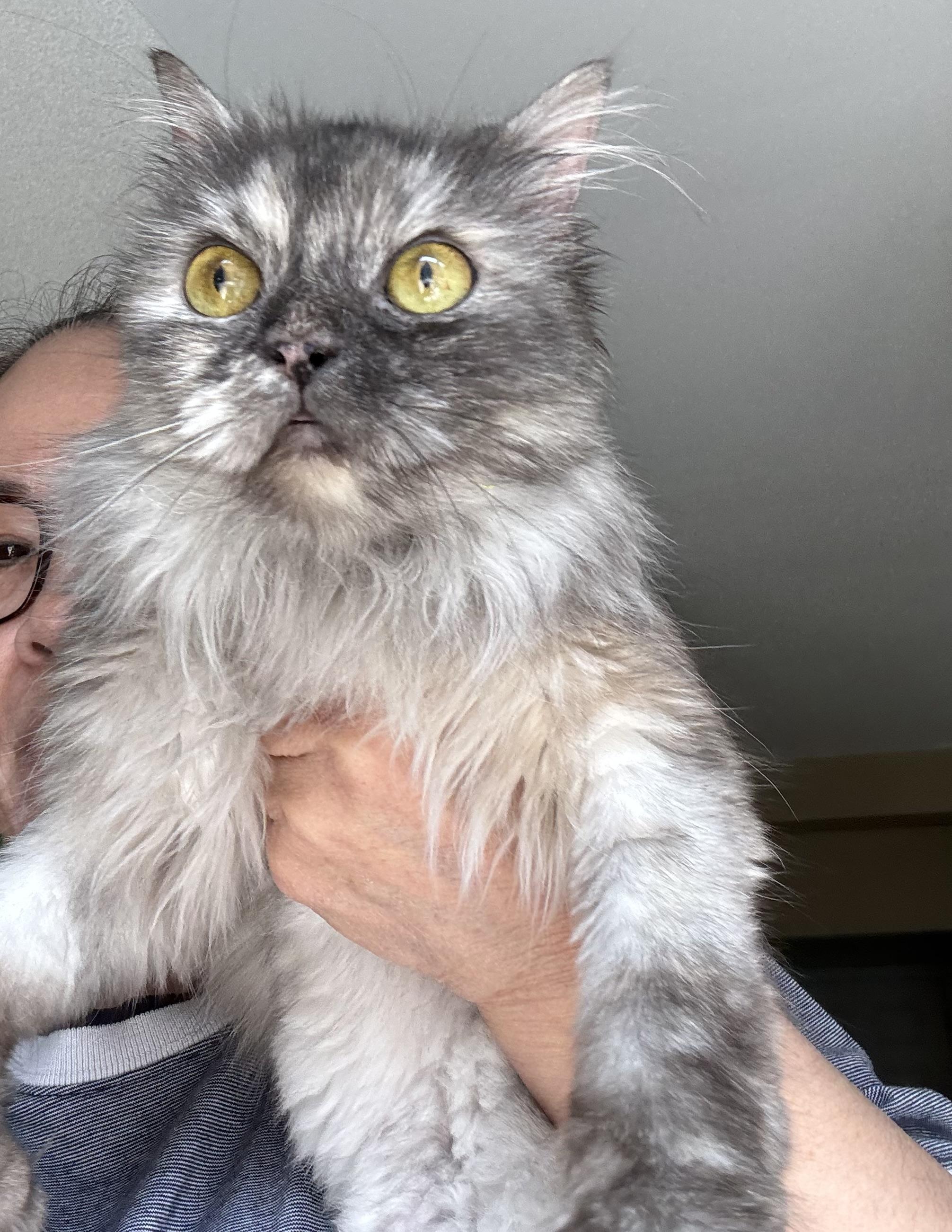 Minima - Amanda Deley, adopted, Young Female Siberian & Maine Coon.