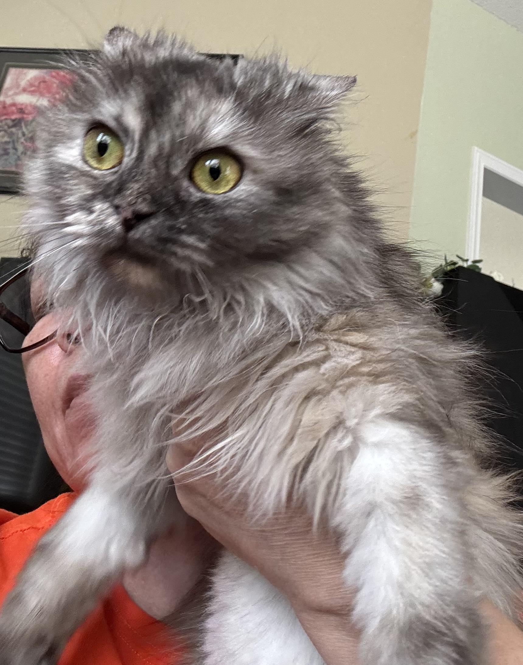Minima - Amanda Deley, an adopted mixed breed in Brampton, ON image 5/5