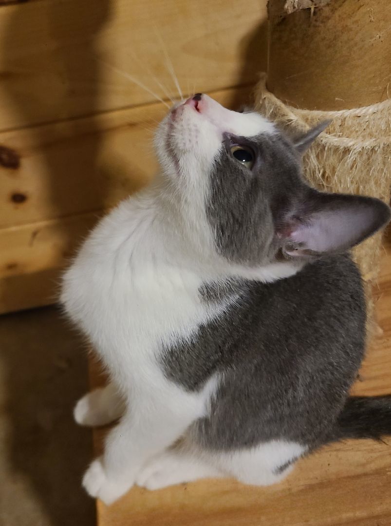 Enlarge Jiffo, a Adoptable Domestic Short Hair in Ellijay, GA image 8/12