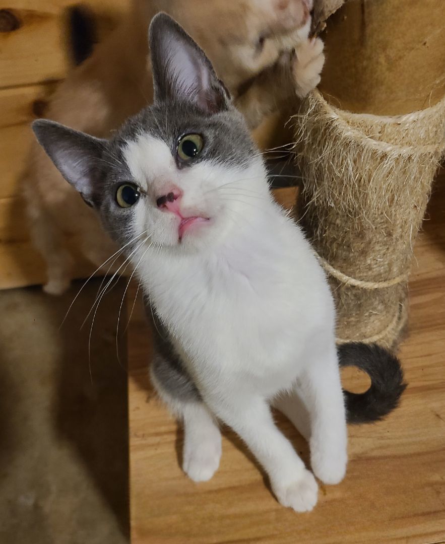 Enlarge Jiffo, a Adoptable Domestic Short Hair in Ellijay, GA image 9/12