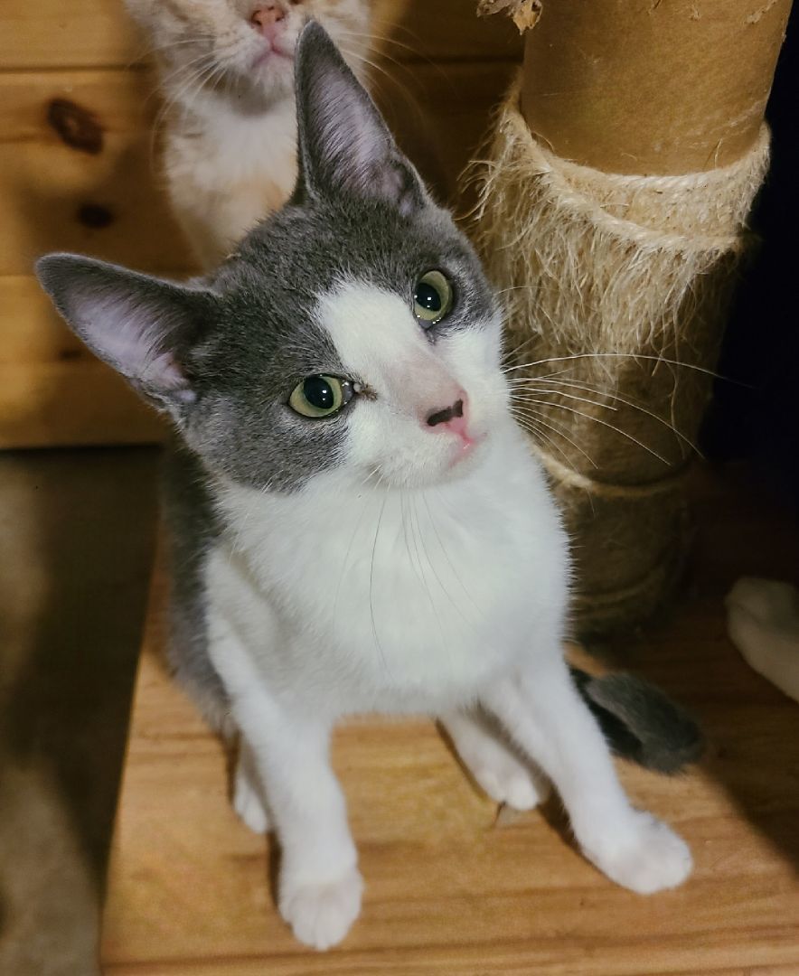 Enlarge Jiffo, a Adoptable Domestic Short Hair in Ellijay, GA image 10/12