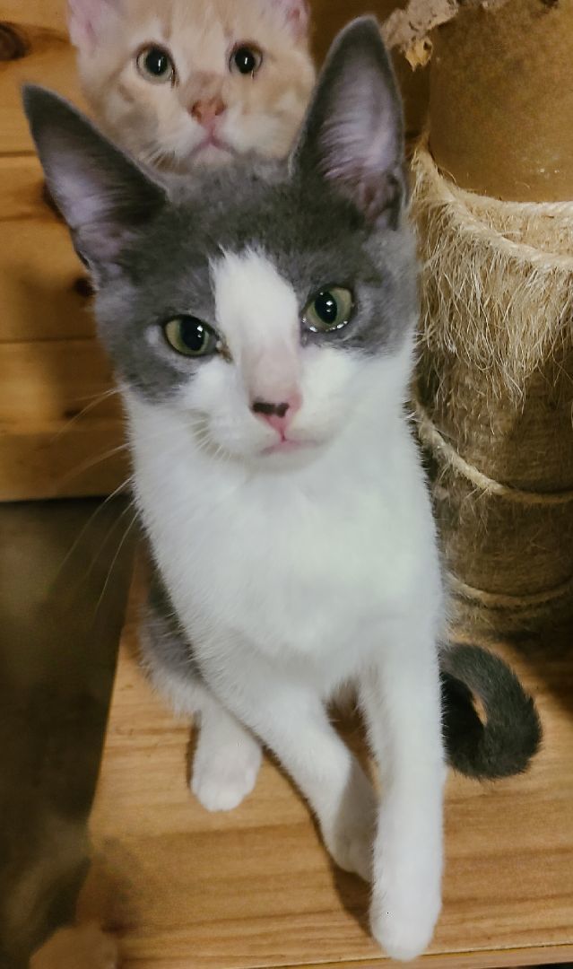 Enlarge Jiffo, a Adoptable Domestic Short Hair in Ellijay, GA image 11/12