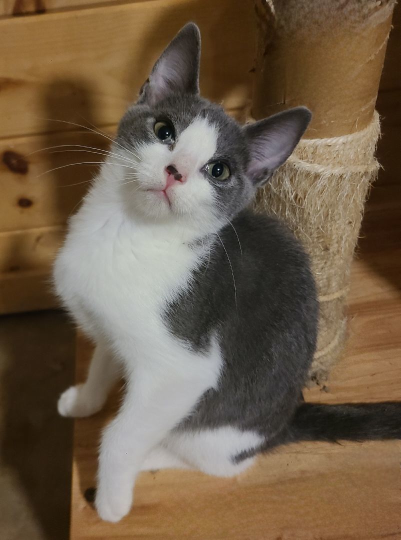 Jiffo, Adoptable, Kitten Male Domestic Short Hair.