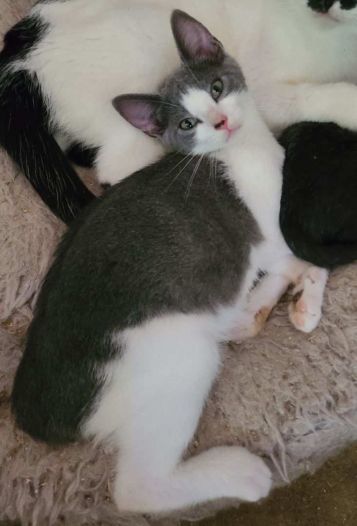 Enlarge Jiffo, a Adoptable Domestic Short Hair in Ellijay, GA image 12/12