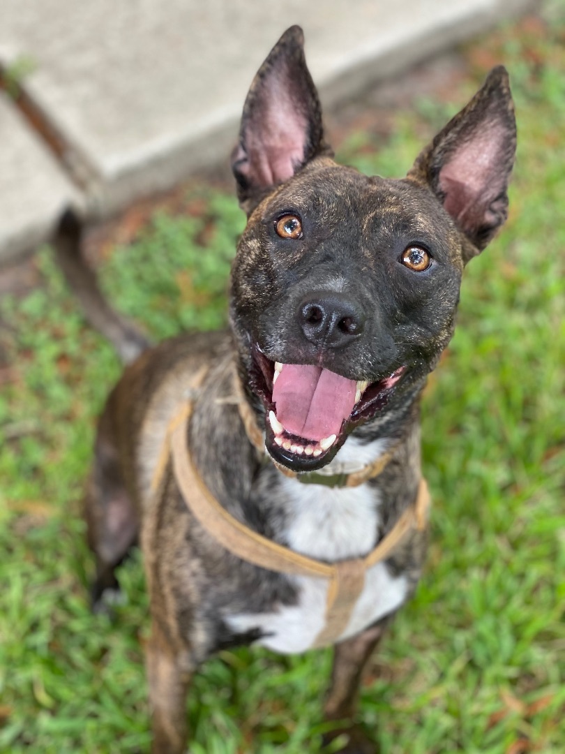 Enlarge June, a Adoptable mixed breed in Cypress, TX image 2/6