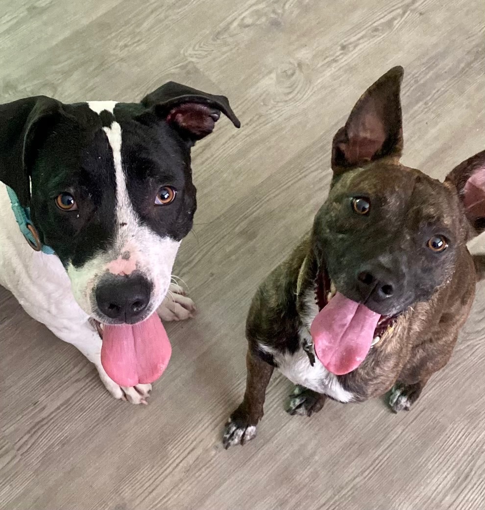 Enlarge June, a Adoptable mixed breed in Cypress, TX image 4/6