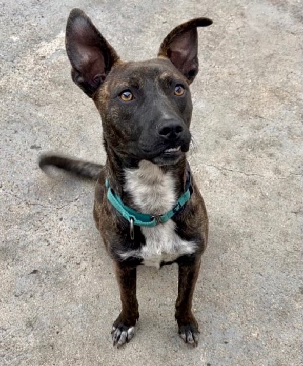 June, Adoptable, Adult Female Dutch Shepherd.