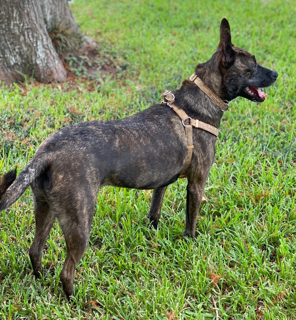 Enlarge June, a Adoptable mixed breed in Cypress, TX image 5/6