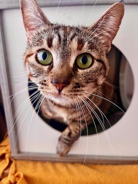 Enlarge *Mama**Video, a Adoptable American Shorthair in Pasadena, CA image 3/6