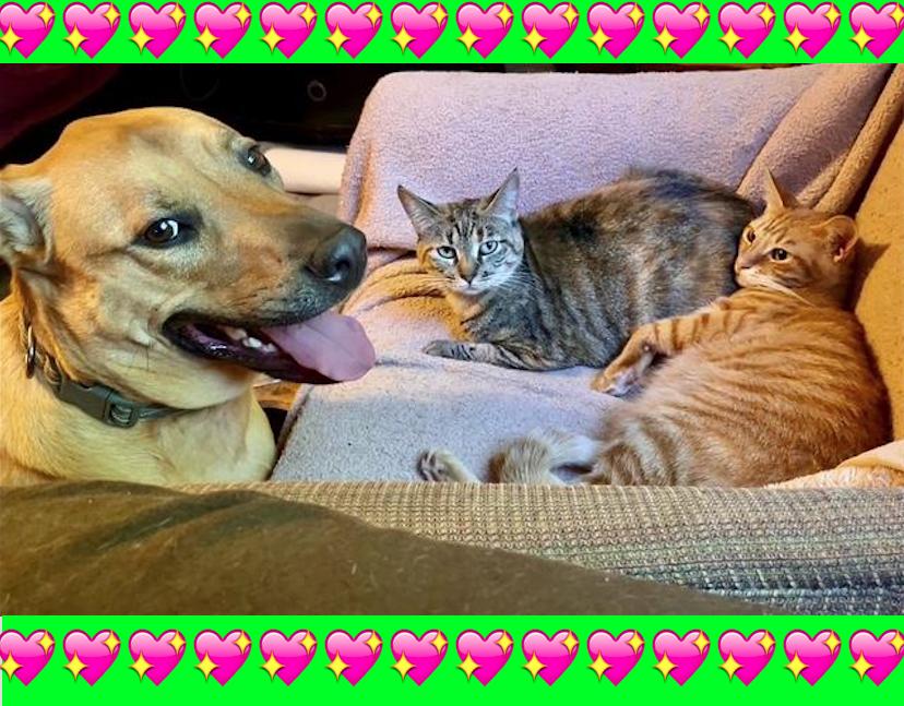 Enlarge *Mama**Video, a Adoptable American Shorthair in Pasadena, CA image 2/6