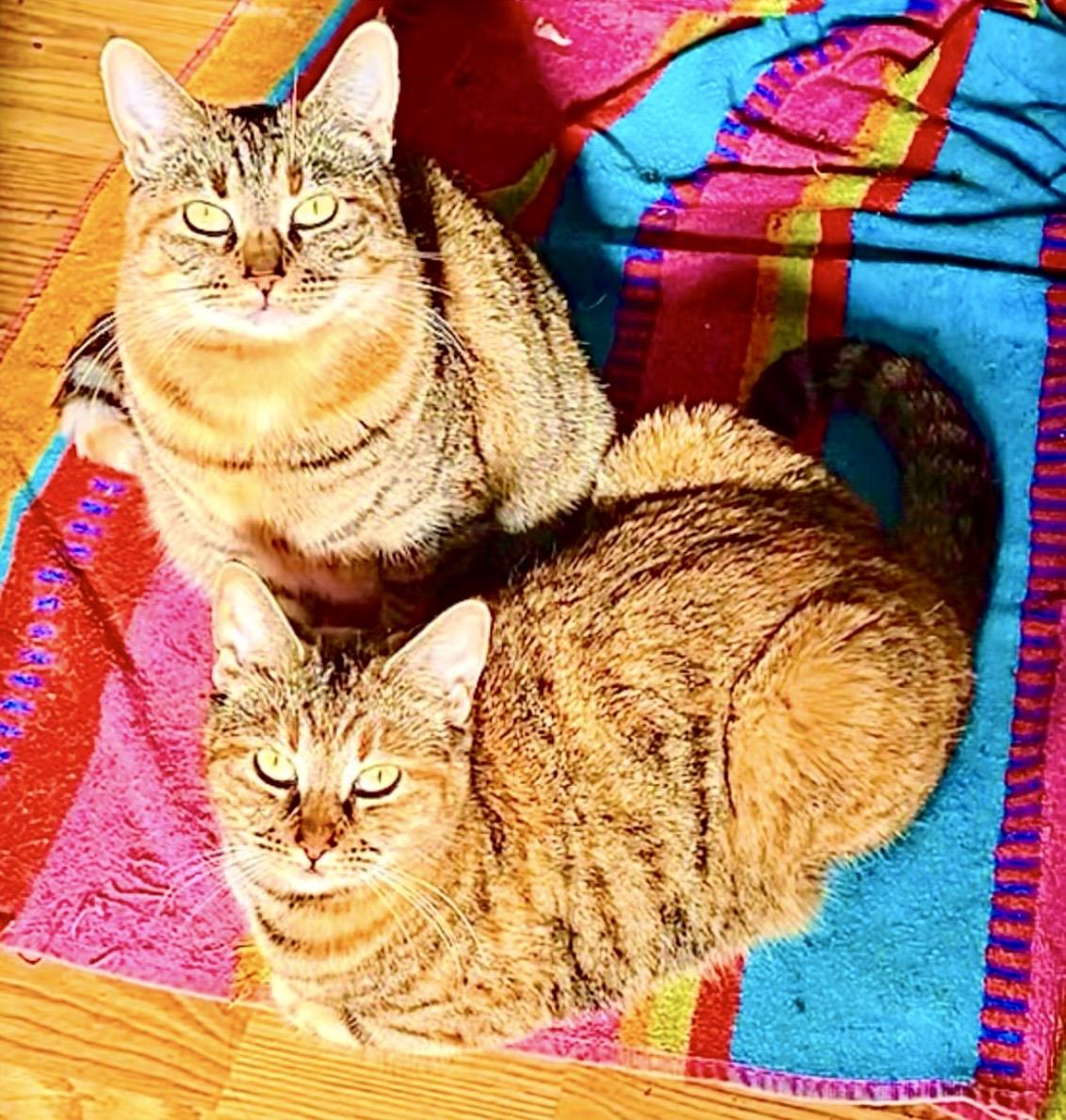 Enlarge *Mama**Video, an adopted American Shorthair in Pasadena, CA image 5/6