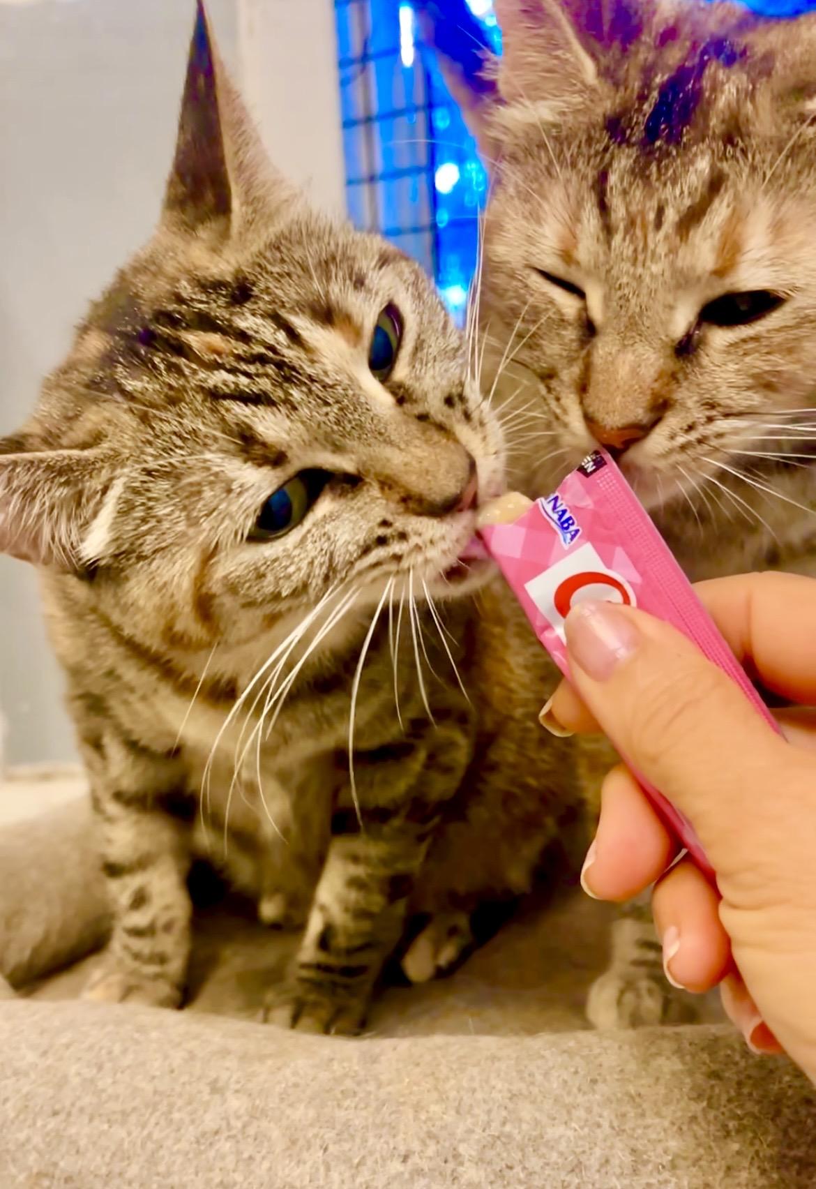 *Mama**Video, Adoptable, Adult Female American Shorthair.