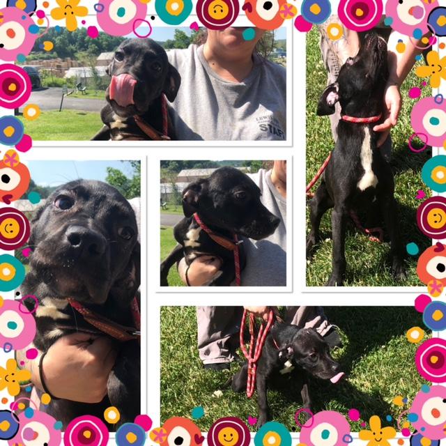 STONE, ADOPTABLE, Puppy Female Mixed Breed.