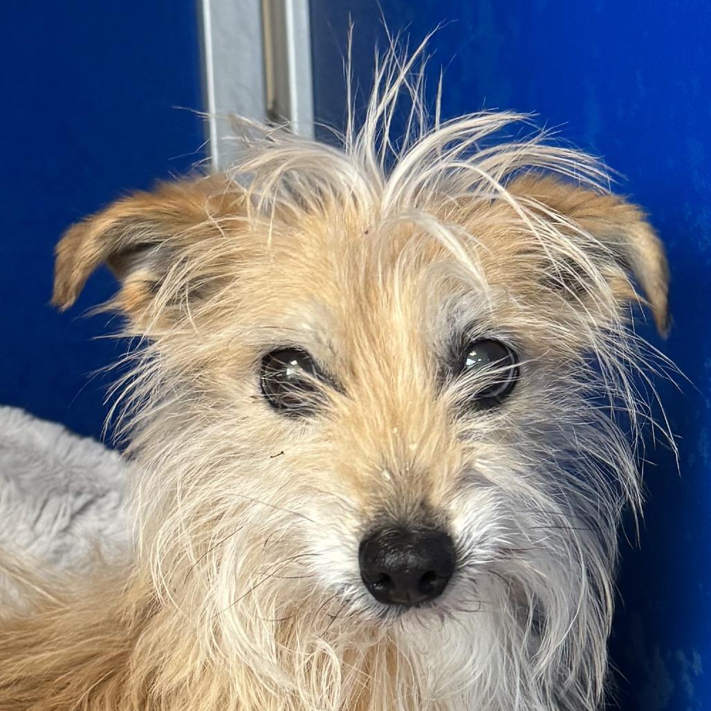 Joy, Adoptable, Senior Female Mixed Breed.