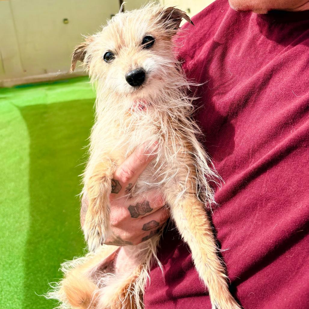 Enlarge Joy, a Adoptable Mixed Breed in Las Cruces, NM image 2/5
