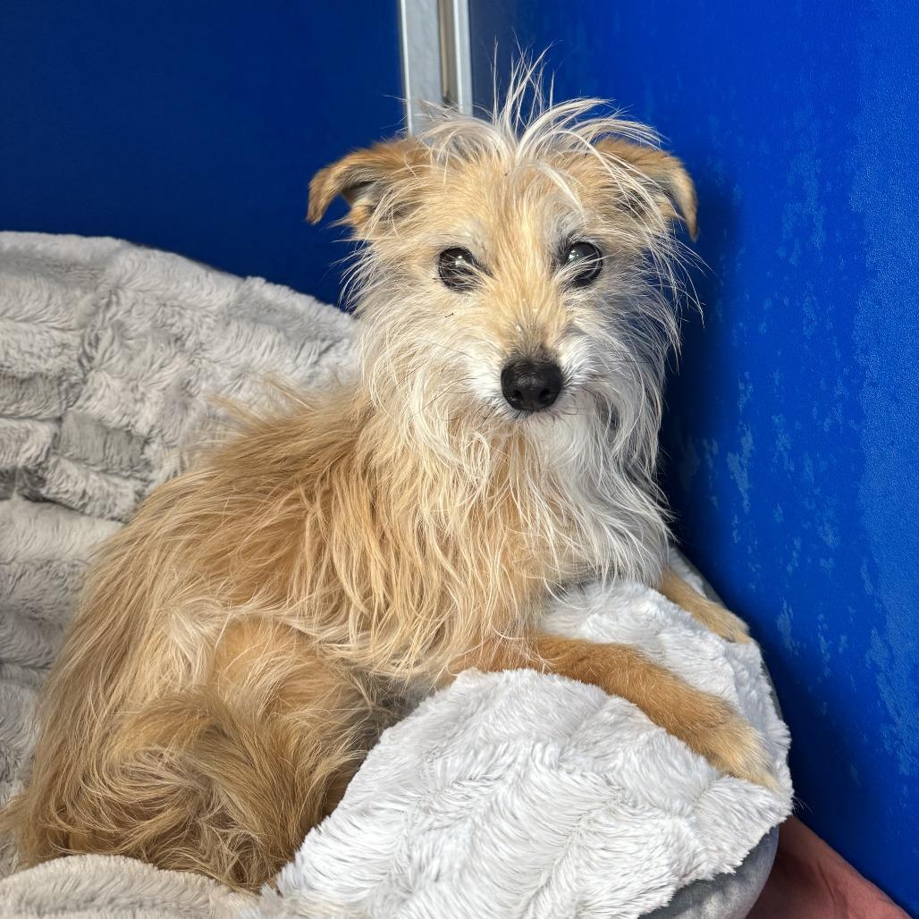 Enlarge Joy, a Adoptable Mixed Breed in Las Cruces, NM image 3/5