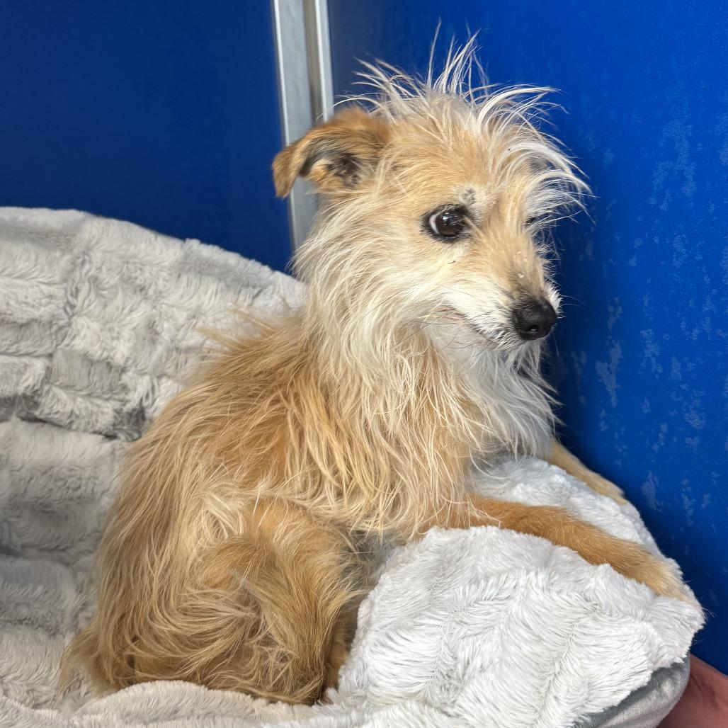 Enlarge Joy, a Adoptable Mixed Breed in Las Cruces, NM image 4/5