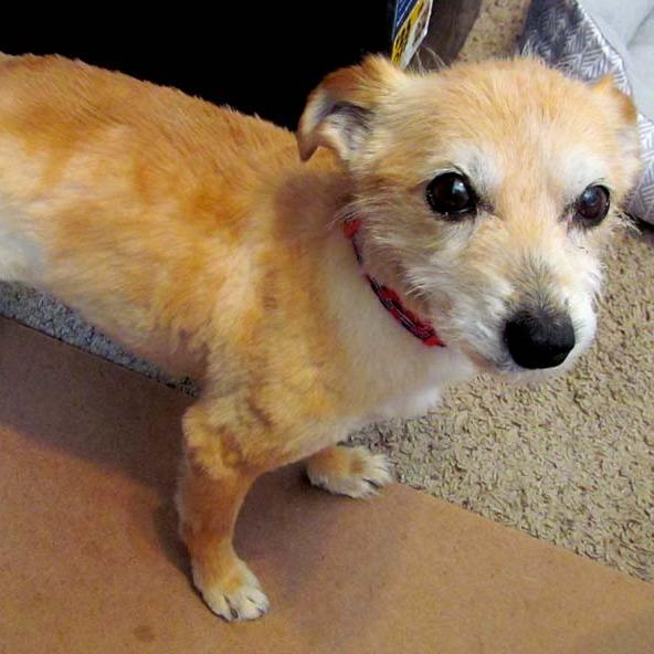 Joy, a Adoptable Mixed Breed in Las Cruces, NM image 2/6