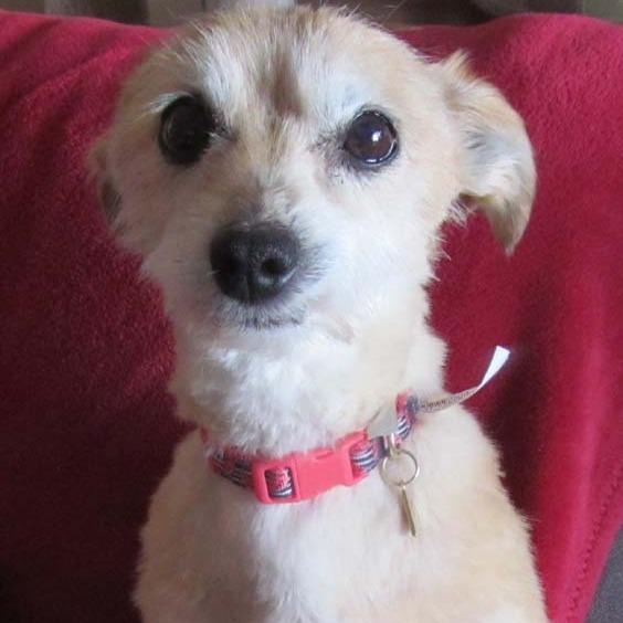 Joy, a Adoptable Mixed Breed in Las Cruces, NM image 3/6