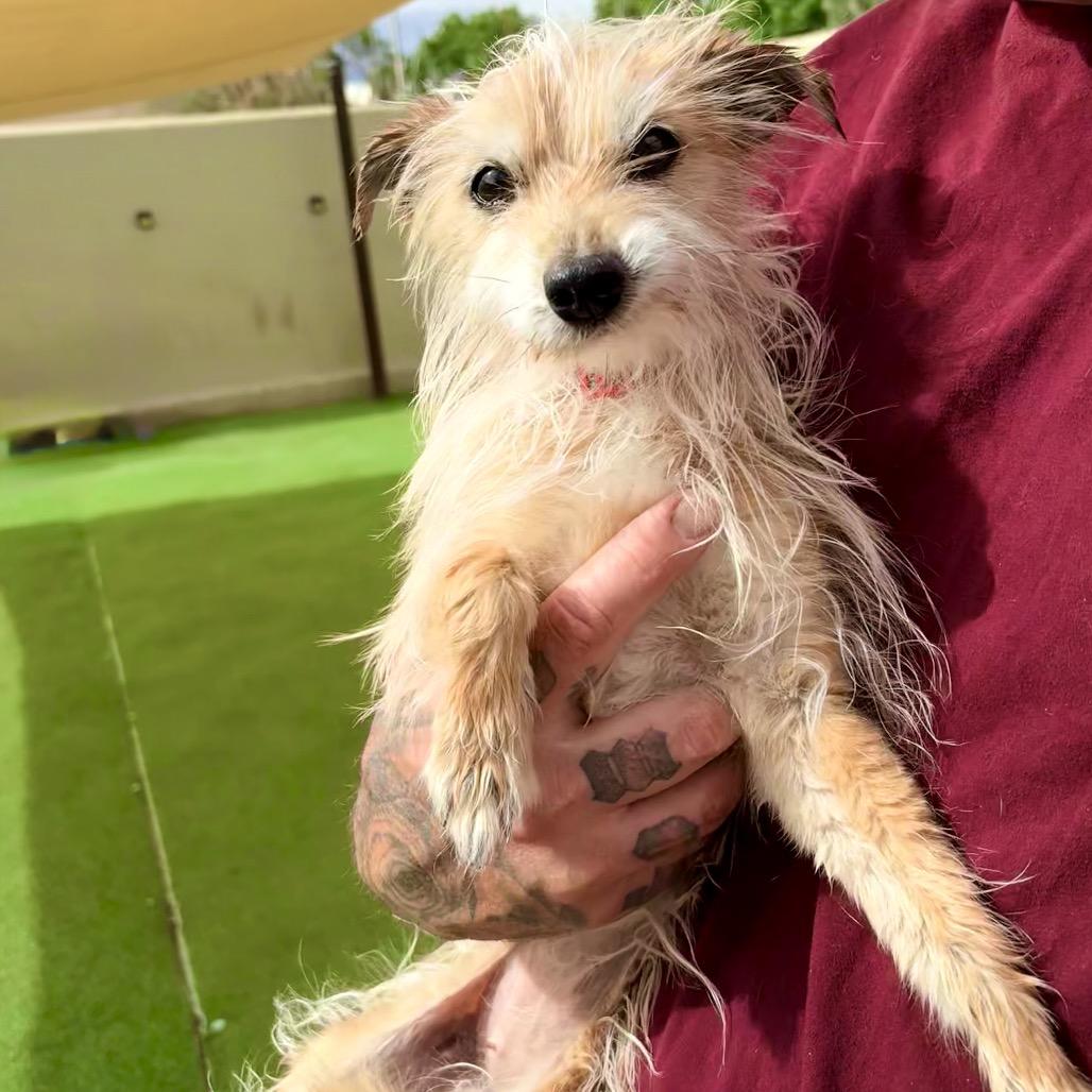 Enlarge Joy, a Adoptable Mixed Breed in Las Cruces, NM image 5/5