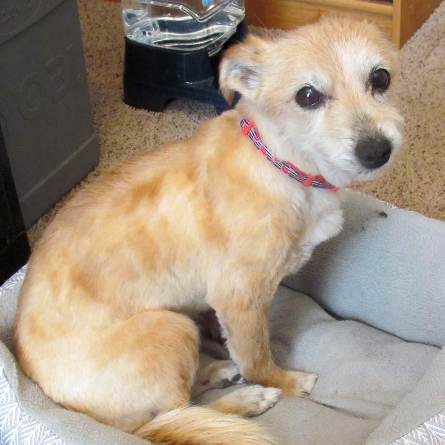 Joy, a Adoptable Mixed Breed in Las Cruces, NM image 5/6