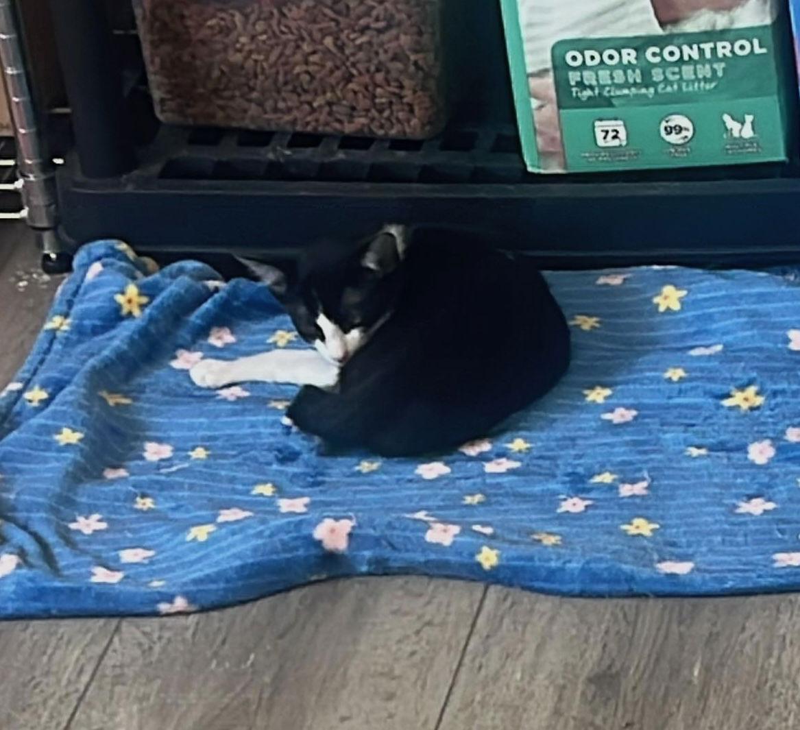 Enlarge Goofy (and Tigger), a Adoptable Domestic Short Hair in Castro Valley, CA image 1/3