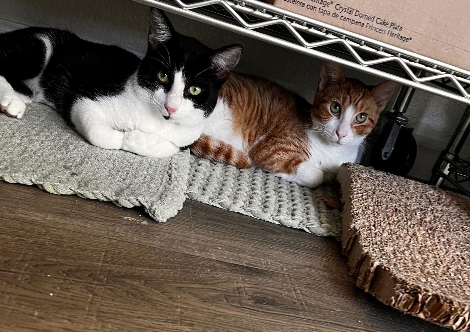 Enlarge Goofy (and Tigger), a Adoptable Domestic Short Hair in Castro Valley, CA image 4/6