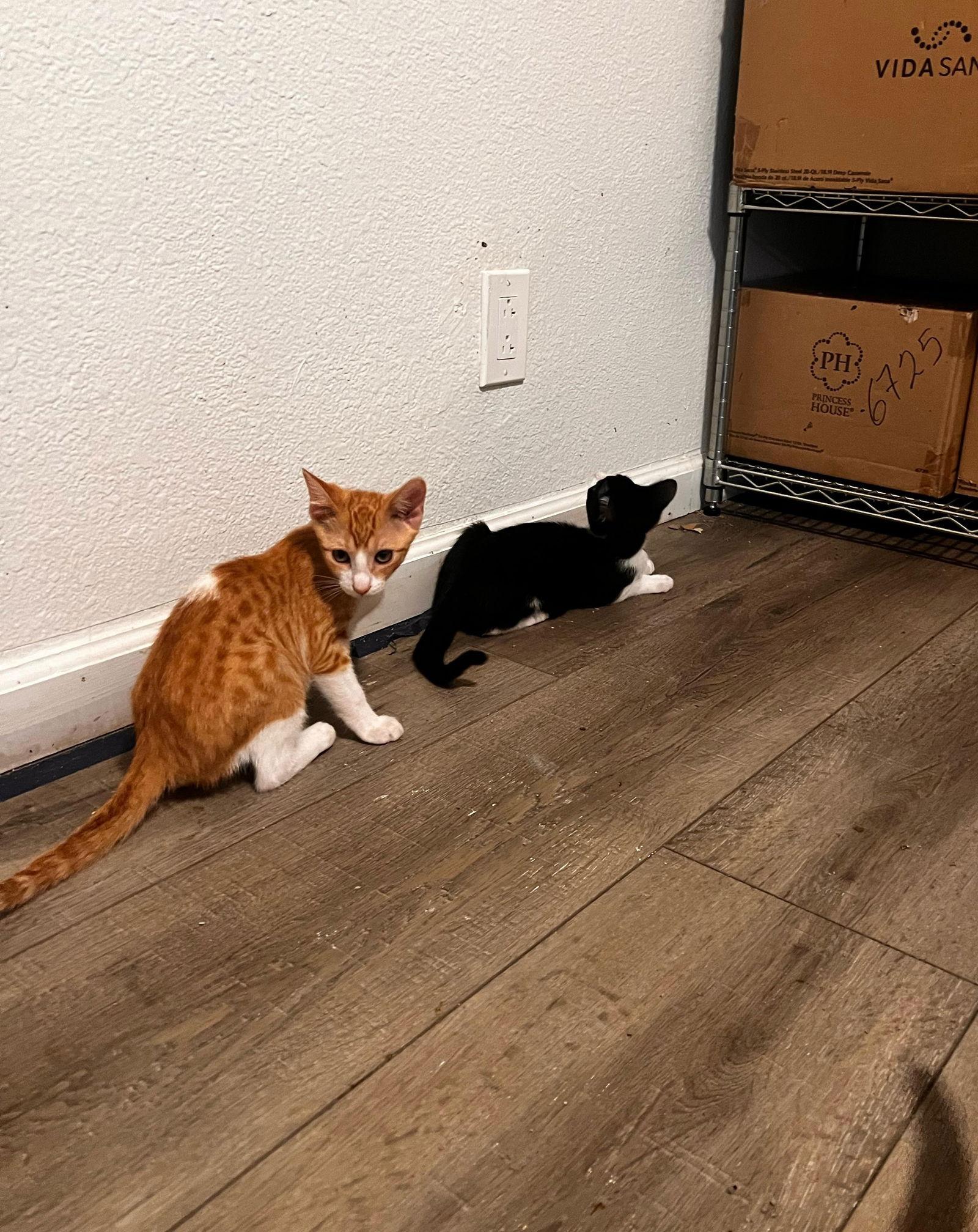 Enlarge Goofy (and Tigger), a Adoptable Domestic Short Hair in Castro Valley, CA image 3/3