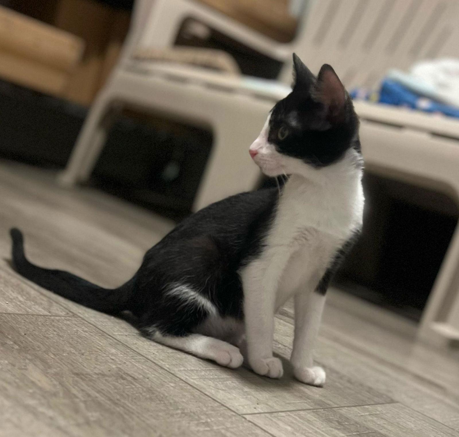 Enlarge Goofy (and Tigger), a Adoptable Domestic Short Hair in Castro Valley, CA image 6/6