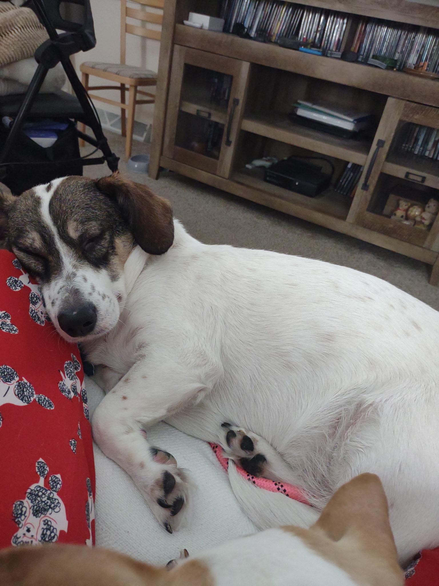 Enlarge Roxie, a Adoptable mixed breed in Toledo, OH image 2/5