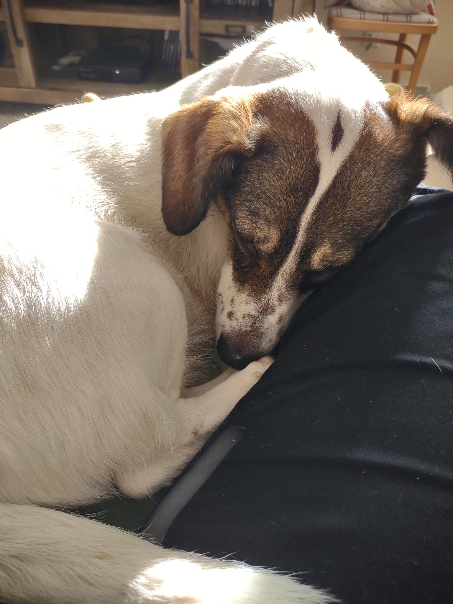 Enlarge Roxie, a Adoptable mixed breed in Toledo, OH image 4/5