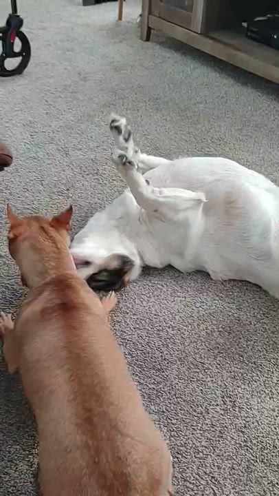 Enlarge Roxie, a Adoptable mixed breed in Toledo, OH video 5/5