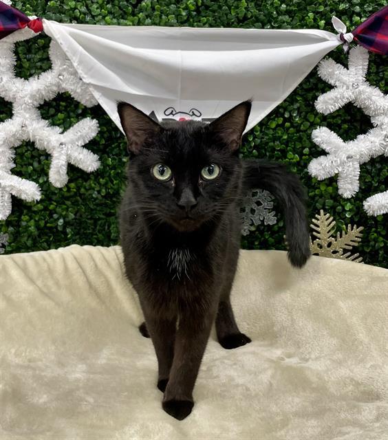 Enlarge RANGOON, a Adoptable Domestic Short Hair in Saskatoon, SK image 1/1