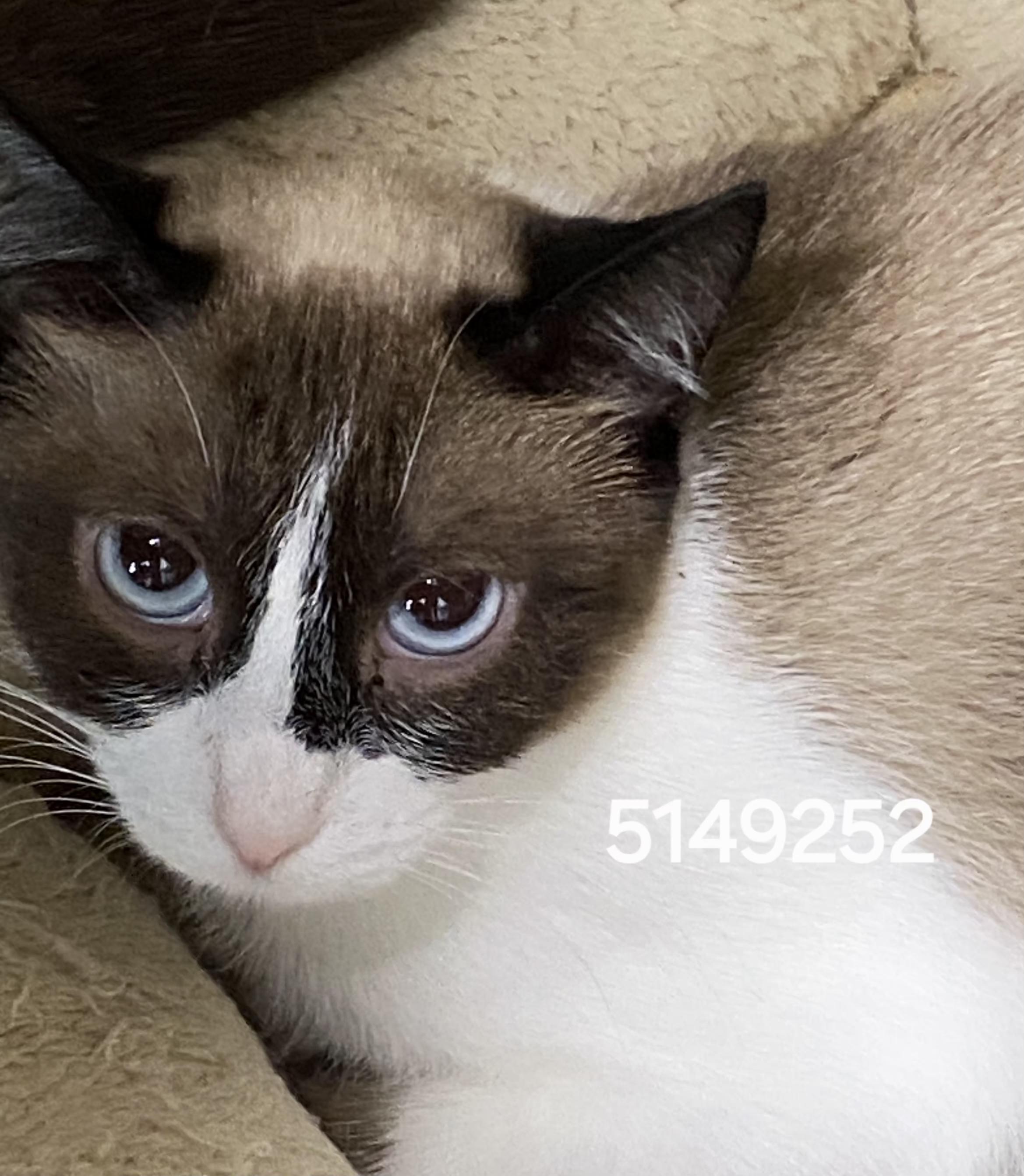 5149252, ADOPTABLE, Young Female Siamese.