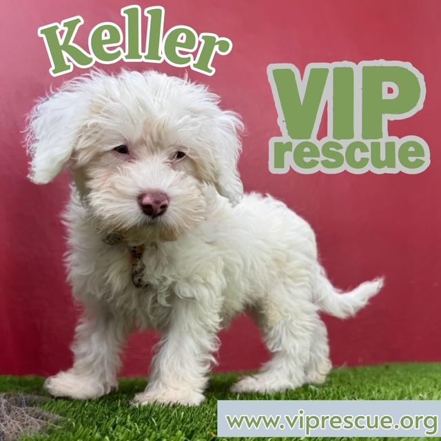 Enlarge Keller / Redington Beach, a Adoptable mixed breed in Redington Beach, FL image 5/5